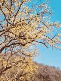 A Different Shade of Spring: Discovering Sansuyu's Golden Bloom in a Picturesque Setting 