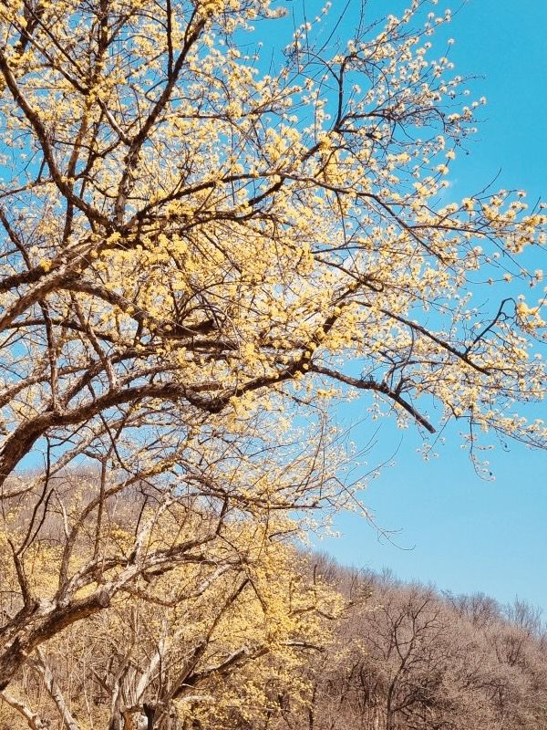 A Different Shade of Spring: Discovering Sansuyu's Golden Bloom in a Picturesque Setting 