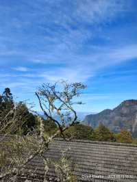 ไปดู The King of Cherry Blossom Alishan 