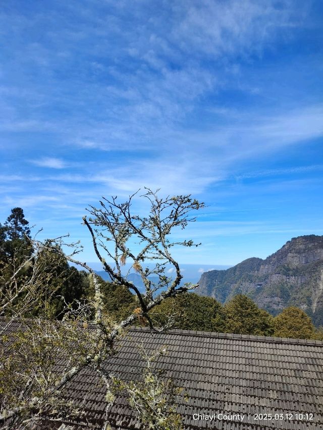 ไปดู The King of Cherry Blossom Alishan 