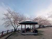 四國賞櫻之旅：紫雲出山山頂園地