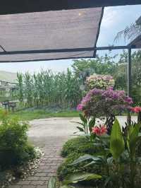 Discover Kebun Hulu Yam Lama: A Hidden Gem in Batang Kali