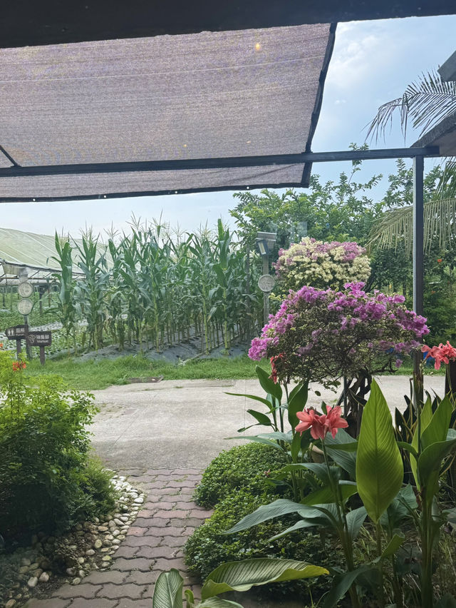 Discover Kebun Hulu Yam Lama: A Hidden Gem in Batang Kali