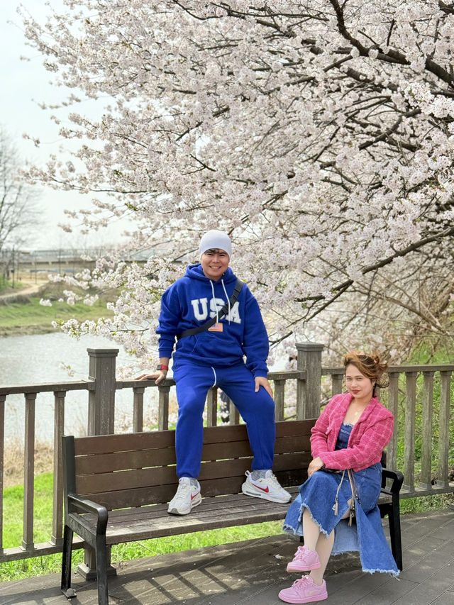 CHERRY BLOSSOMS IN SOUTH KOREA