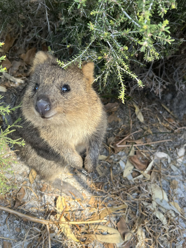 世界一幸せな動物クオッカに会いに行こう