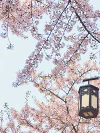 Hwadojin Park: A Riverside Retreat Blooming in Spring 🌸🌊🚶‍♀️