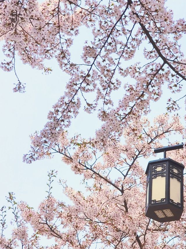 Hwadojin Park: A Riverside Retreat Blooming in Spring 🌸🌊🚶‍♀️