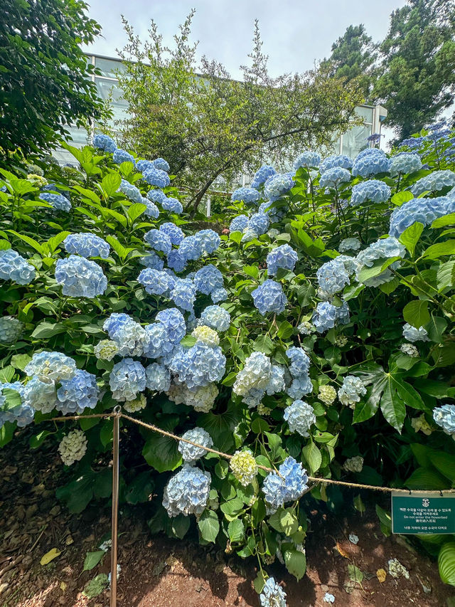 🇰🇷來濟州一定要去看繡球花！山茶花之丘💐