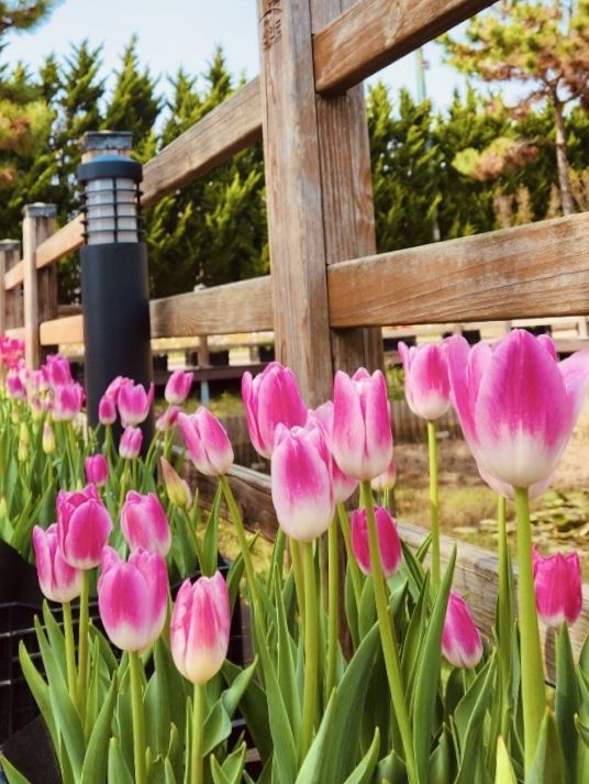 Coastal Blooms and Spring Delights 🌷🚴‍♀️☀️ 