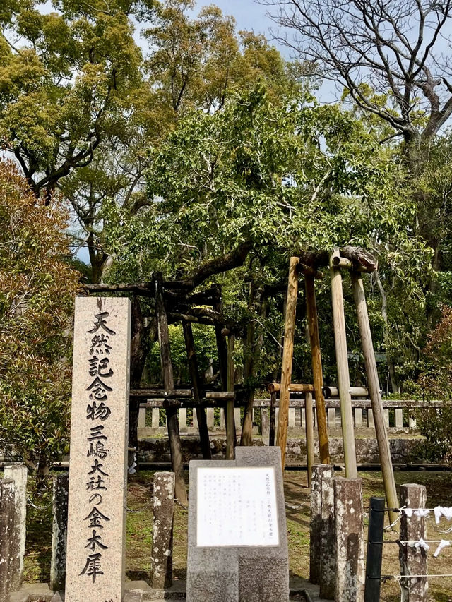 Spring Visit to Mishima Taisha – A Cherry Blossom Delight