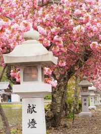 Ikaho Jinja Sakura – Hidden Gem of Stone Steps and Blossoms