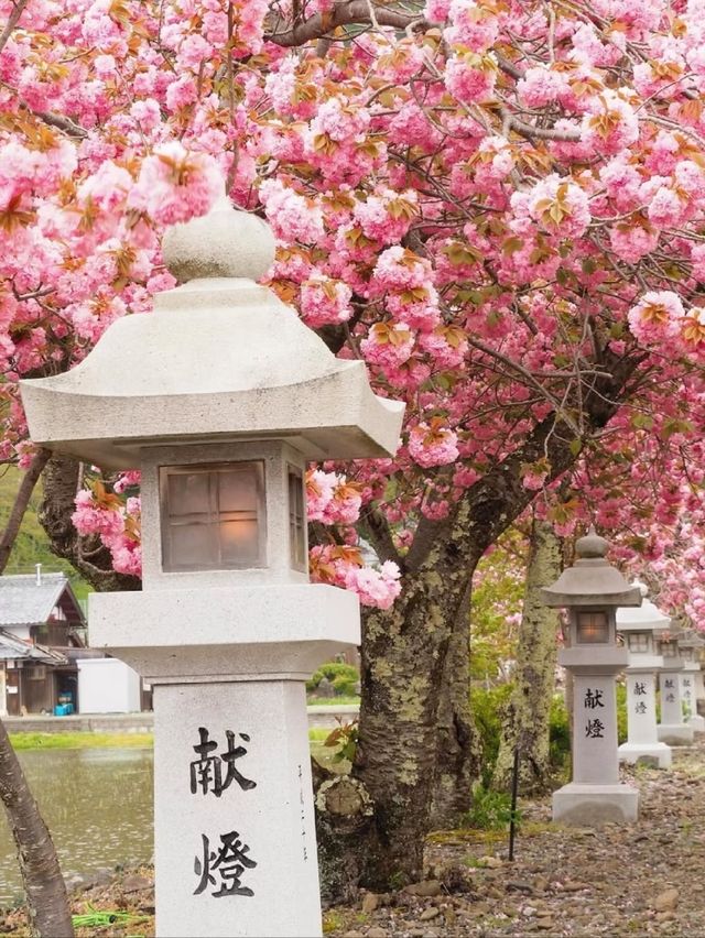 Ikaho Jinja Sakura – Hidden Gem of Stone Steps and Blossoms