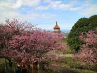 Tianyuan Temple Cherry Blossoms: Taiwan’s Most Divine Floral Sanctuary