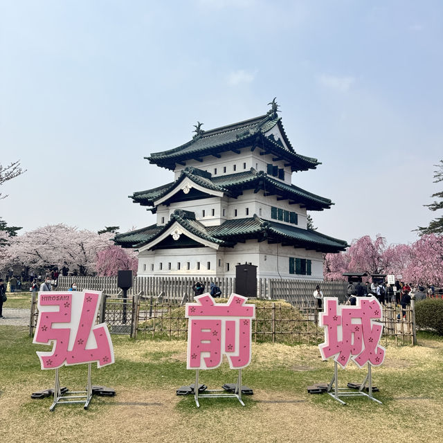 【青森】ちょうど見頃！どこを撮っても桜🌸