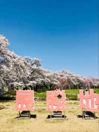 Kitakami City Park Tenshochi | Iwate's 2km Sakura Wonderland