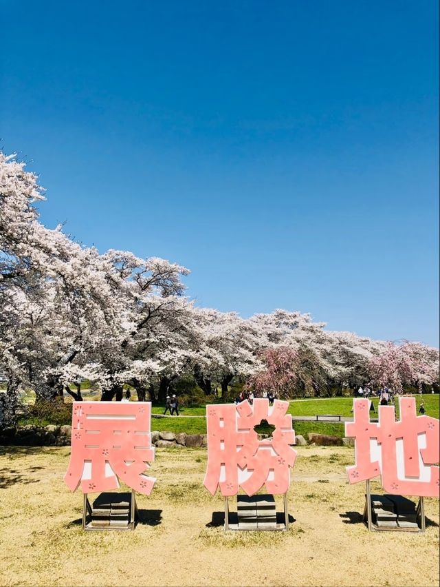 Kitakami City Park Tenshochi | Iwate's 2km Sakura Wonderland