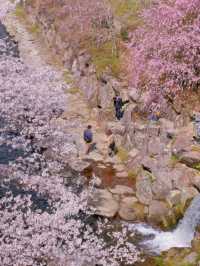 Hidden Cherry Blossom Paradise in Nagasaki 🌸✨ | Tachibana Park in Full Bloom!