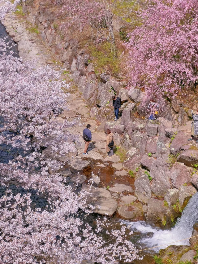 Hidden Cherry Blossom Paradise in Nagasaki 🌸✨ | Tachibana Park in Full Bloom!