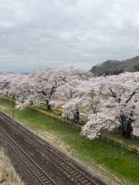 春櫻 仙台