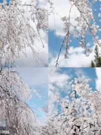 Real-Time at Ōishi Shrine | Entering the Most Magical Cherry Blossom Snowfall Season