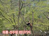 귀여운 판다들을 볼수 있는 곳!
