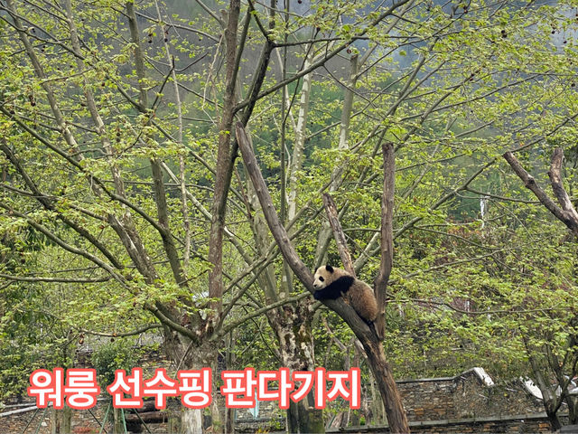 귀여운 판다들을 볼수 있는 곳!