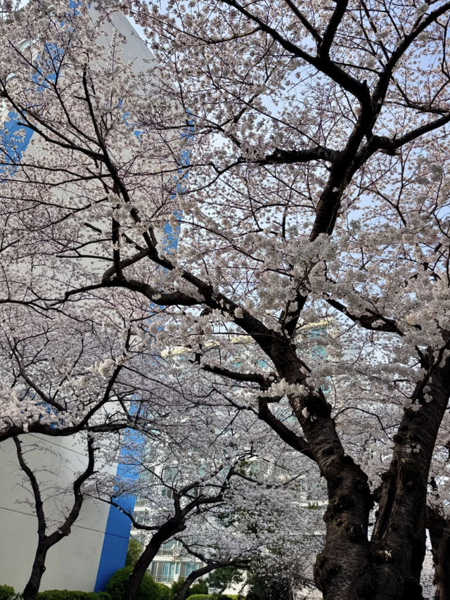 Busan’s Cherry Blossoms Are Next Level! (Travel Guide Edition)