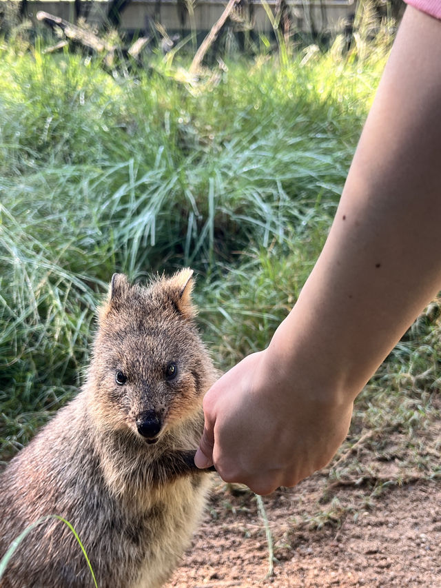 園區小小，動物種類，近距離親親袋鼠