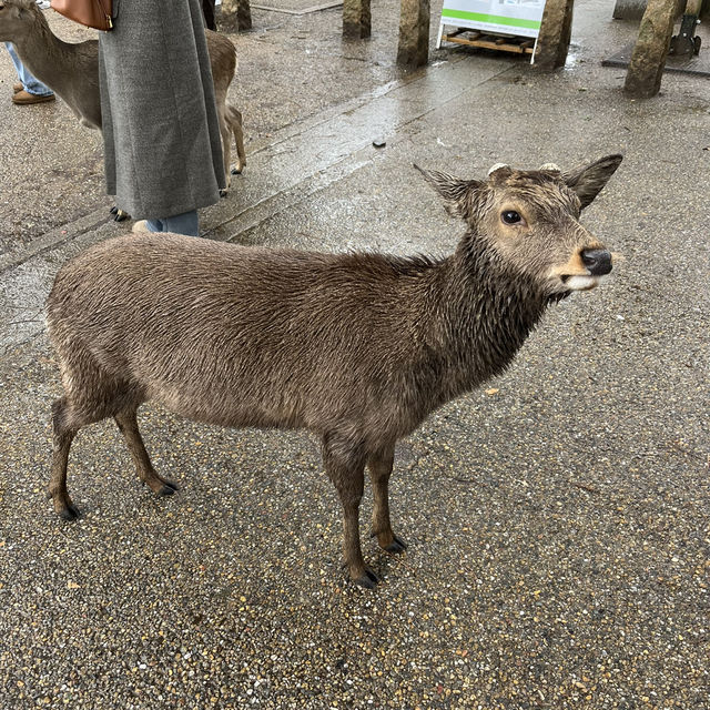 日本奈良半日遊🇯🇵