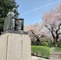 A 350-Year-Old Cherry Blossom Wonderland