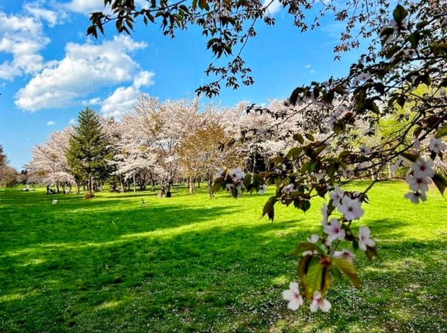 星観緑地，介於札幌與小樽之間的賞櫻名所