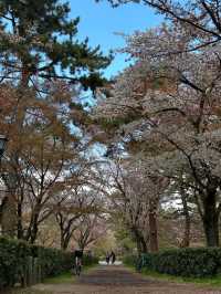 Honestly, kinda the perfect low-key hanami hangout.