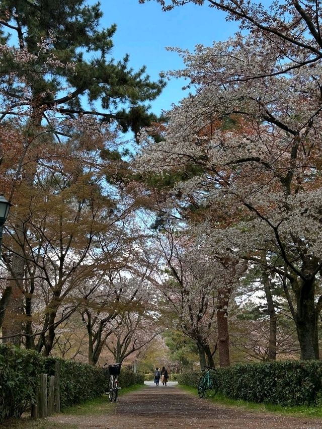 Honestly, kinda the perfect low-key hanami hangout.