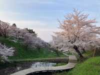 “The Last Bloom of Japan: Matsumae’s Northern Sakura Sanctuary”