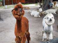 ใกล้ชิดสัตว์ต่างๆที่ Alpaca hill น้องๆน่ารักมาก