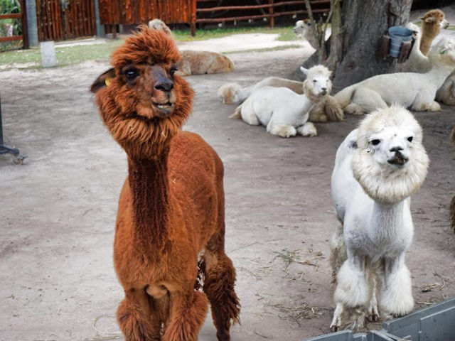 ใกล้ชิดสัตว์ต่างๆที่ Alpaca hill น้องๆน่ารักมาก