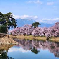Cherry Blossoms and Riverbank Strolls Done Right