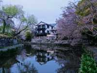 Cherry Blossoms + Old-Timey Canal 