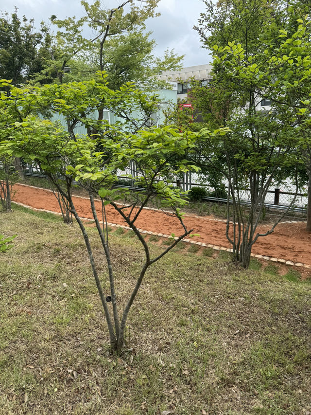발끝부터 편안한 황토길,  대전 수목원 여행 추천!