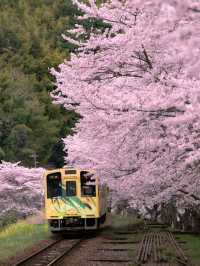 Iwakuni – Where Tradition Meets Tranquility