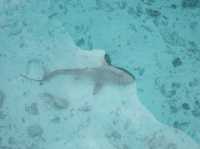 Centara Ras Fushi Resort & Spa