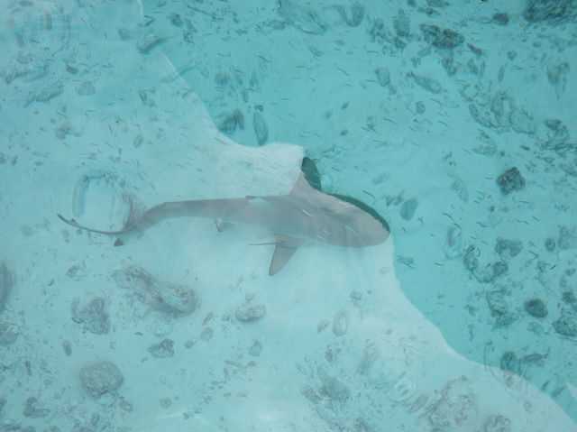 Centara Ras Fushi Resort & Spa