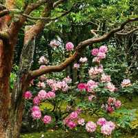 Yuushien Garden: Peony Paradise on Daikon Island