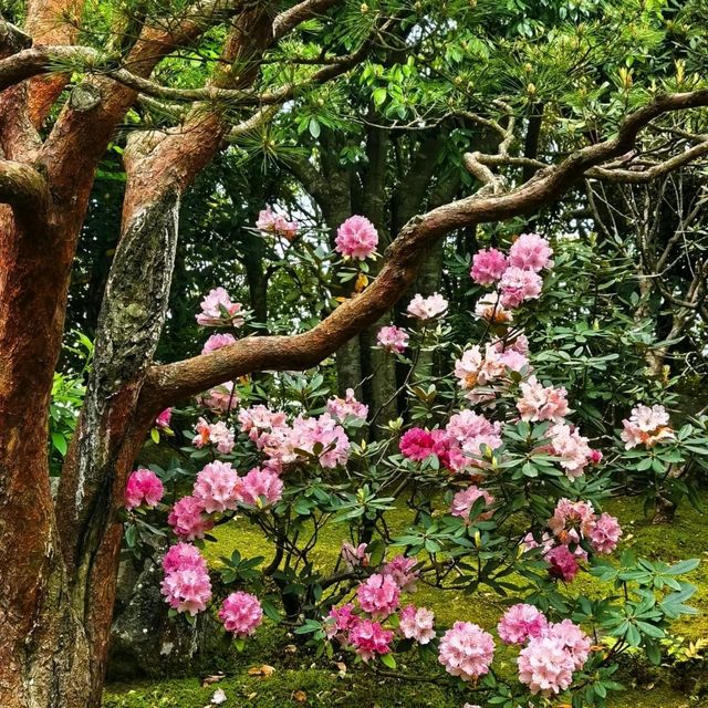 Yuushien Garden: Peony Paradise on Daikon Island