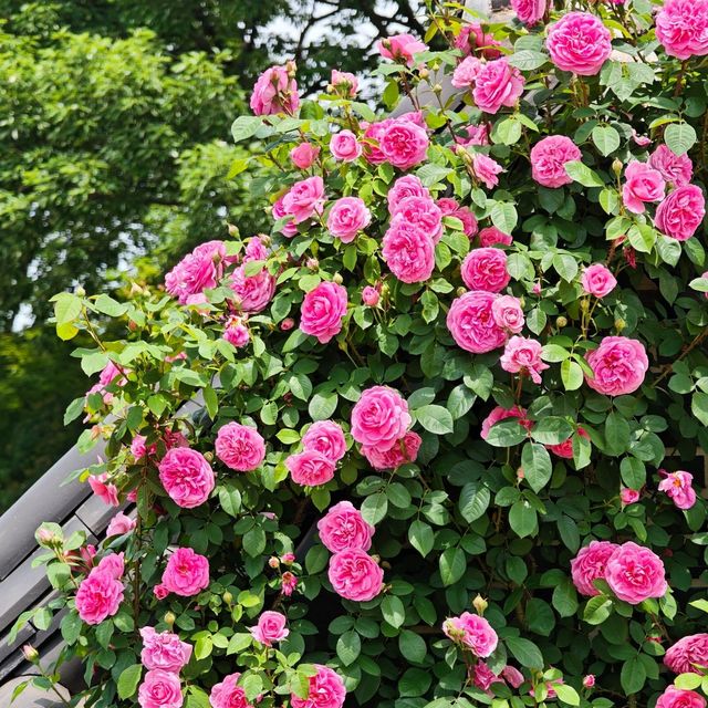 5월의 여왕, 장미 보러 전주수목원 다녀왔어요! 🌹