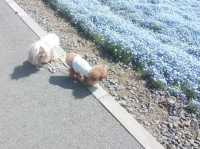 常陸海濱公園｜必訪藍色粉蝶花海夢幻仙境