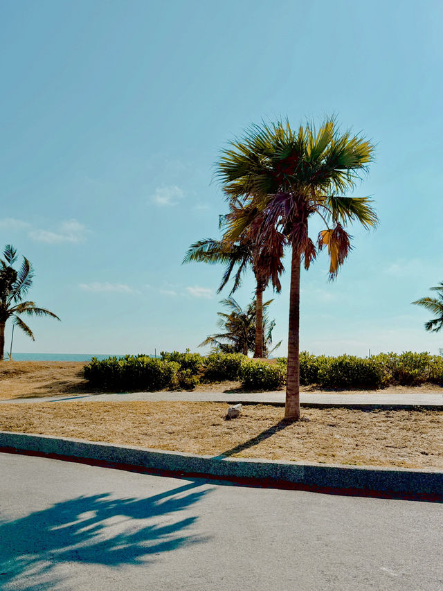 대만 가오슝 치진섬 해변가 투어 + 맛집 추천🌴💙