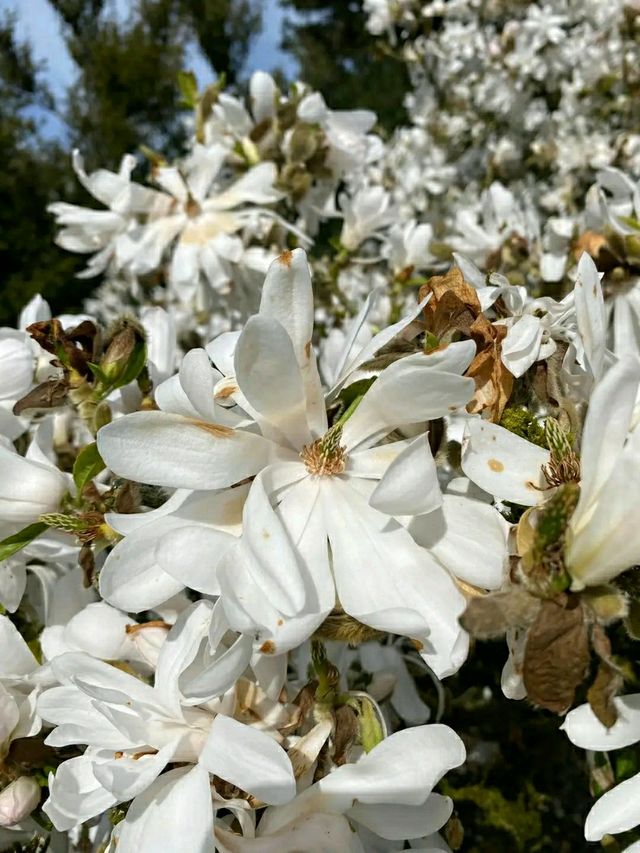Altamont Gardens – Ireland’s Romantic Garden Jewel in County Carlow