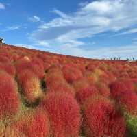 Fiery red carpets with kochia bushes in Hitachi Seaside Park
