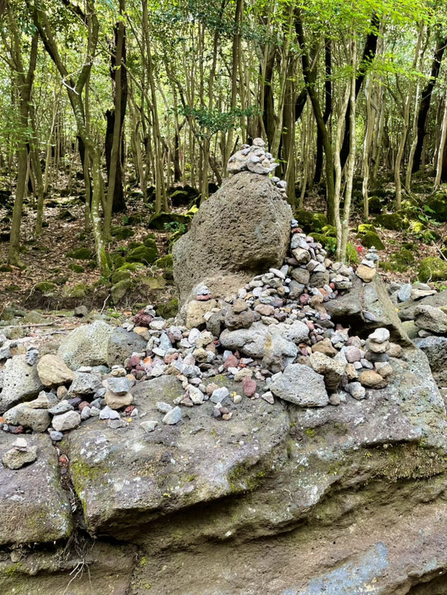 🌳 서귀포 치유의숲, 제주의 자연 힐링! 